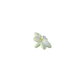 Bali the Flower