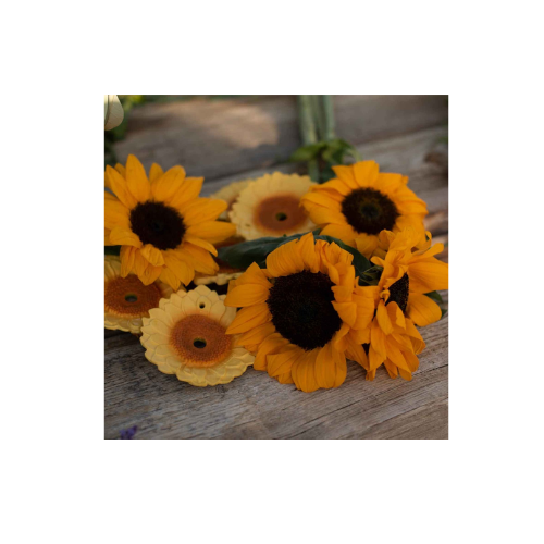 Sun the Sunflower